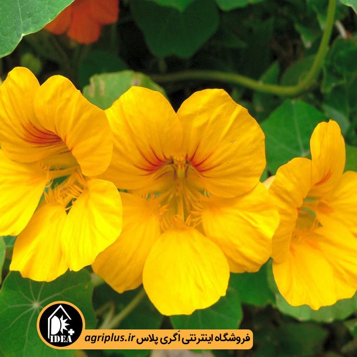بذر گل لادن بسته بندی خانگی