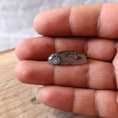 نگین شجر قائن باباقوری دار