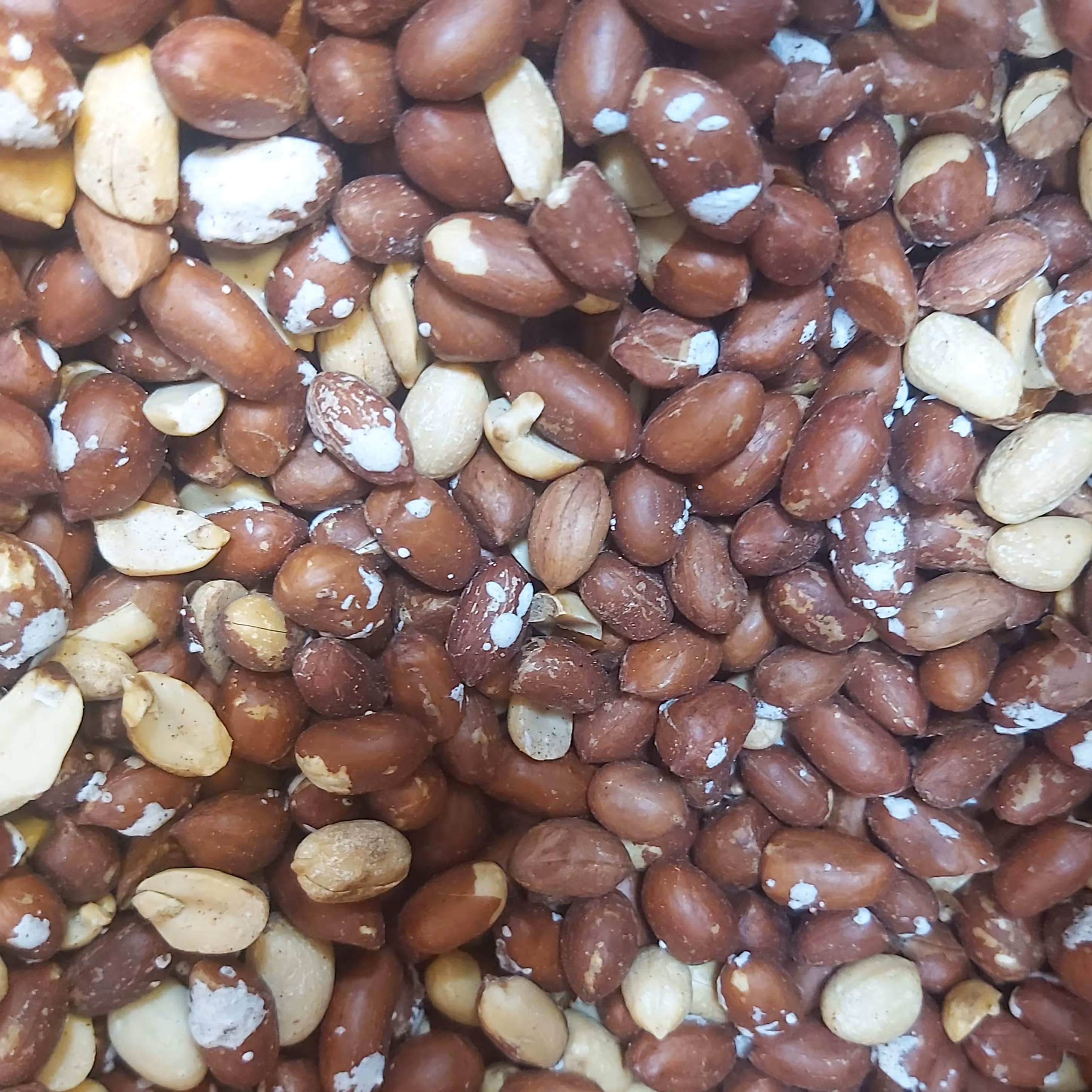 بادام زمینی تنوری