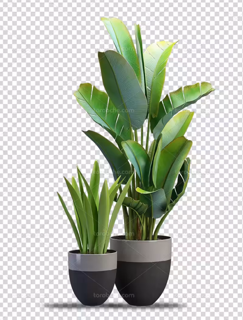 عکس گلدان PNG | گرافیک با طعم تربچه