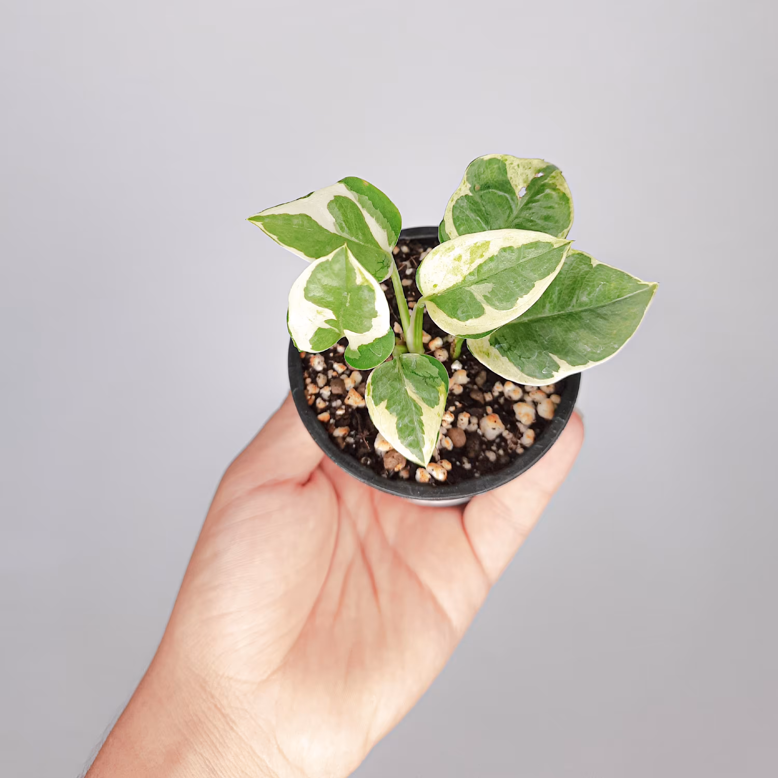 گلدان سایز 8 پتوس ارتشی