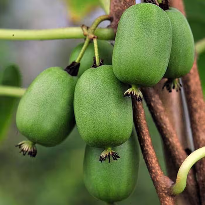بذر کیوی هاردی (بدون پرز) بسته 20 عددی