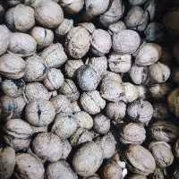 گردوپوست کاغذی