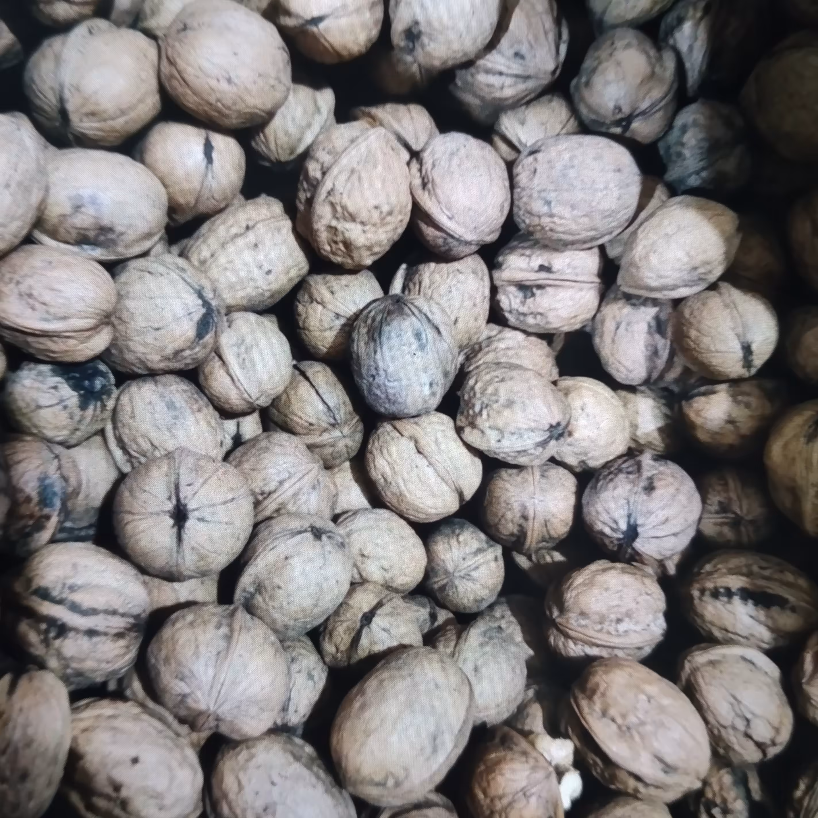 گردوپوست کاغذی