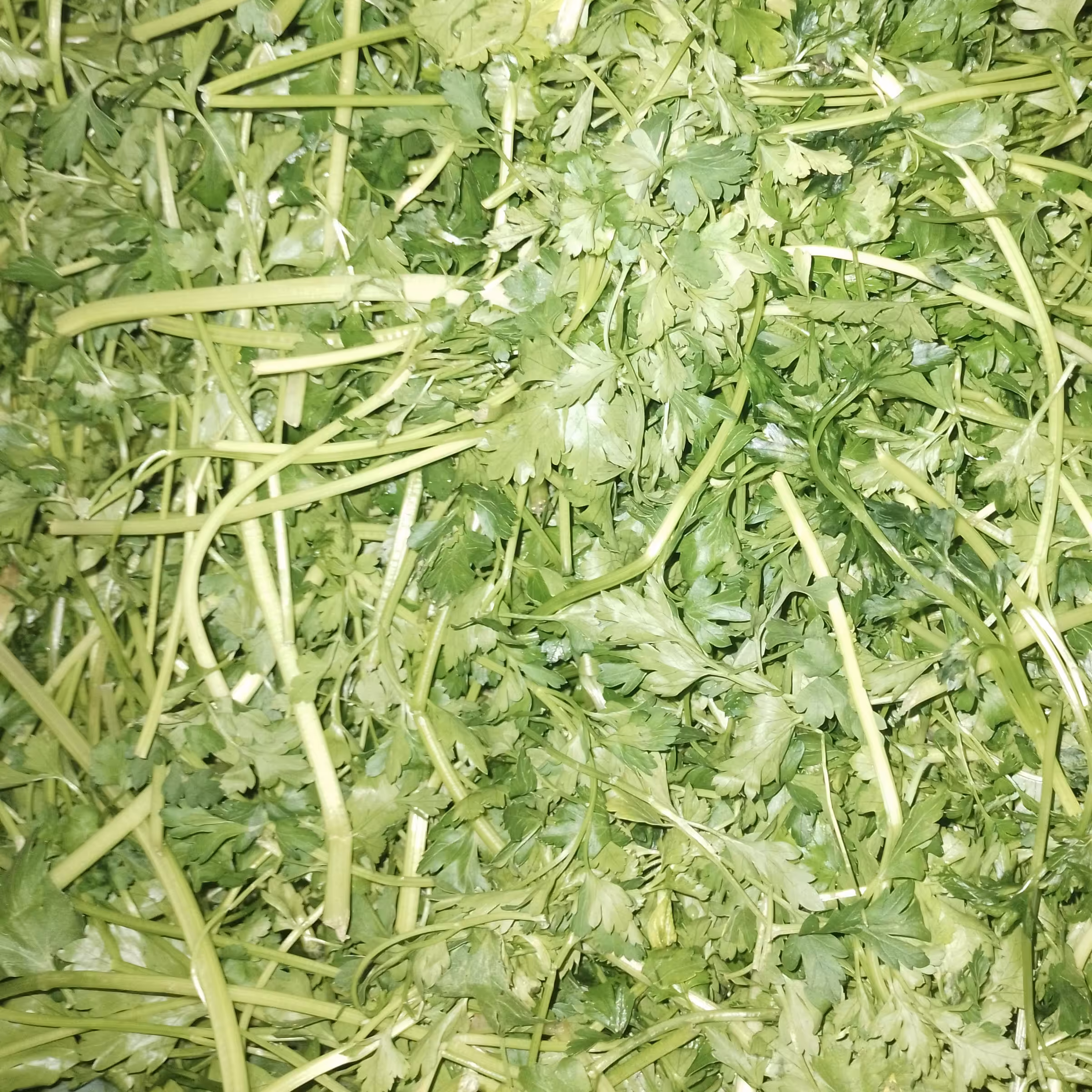 سبزی پلو تازه خرد شده نیم کیلویی( ارسال با باربری و هزینه آن بصورت پسکرایه و درب منزل میباشد)