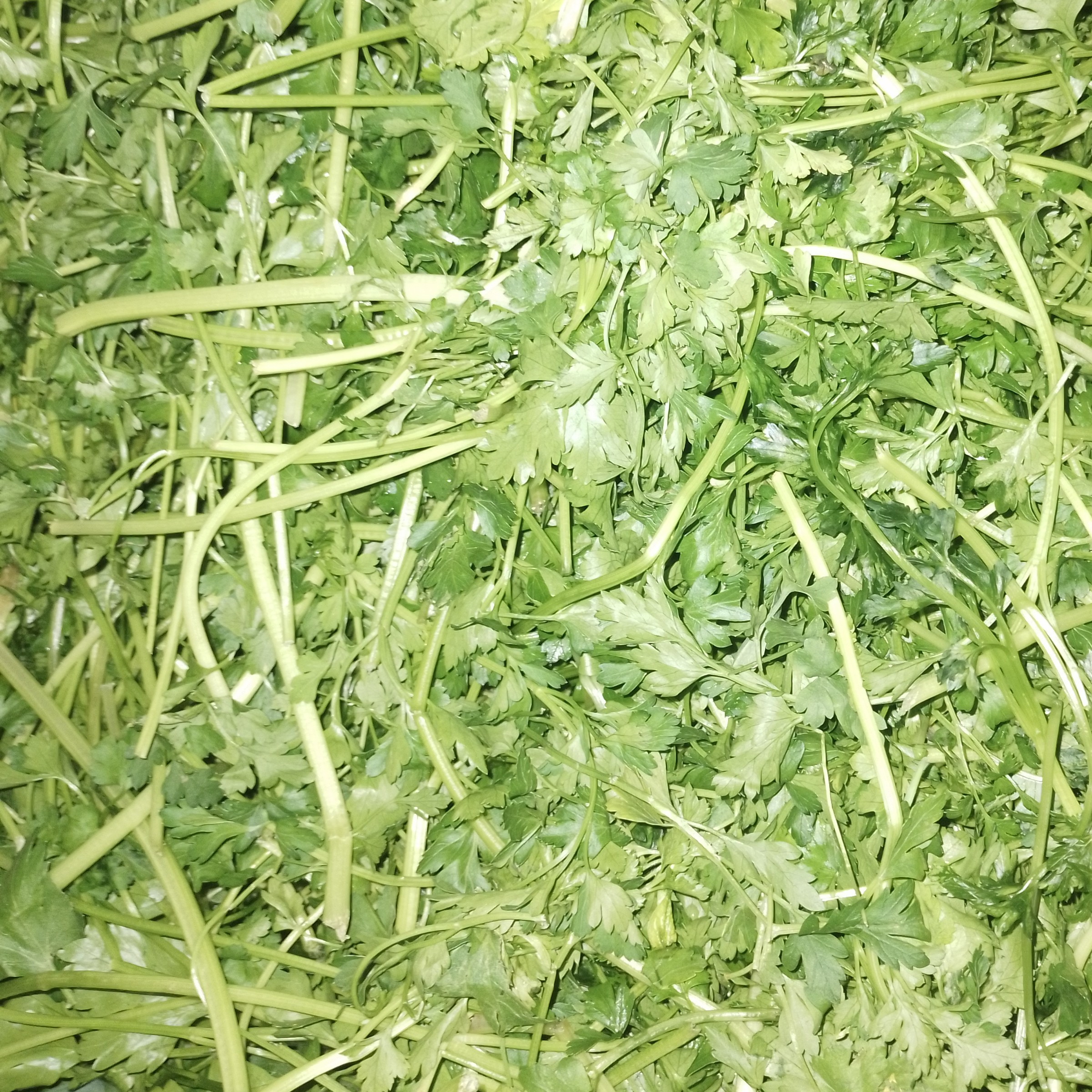 سبزی پلو تازه خرد شده نیم کیلویی( ارسال با باربری و هزینه آن بصورت پسکرایه و درب منزل میباشد)