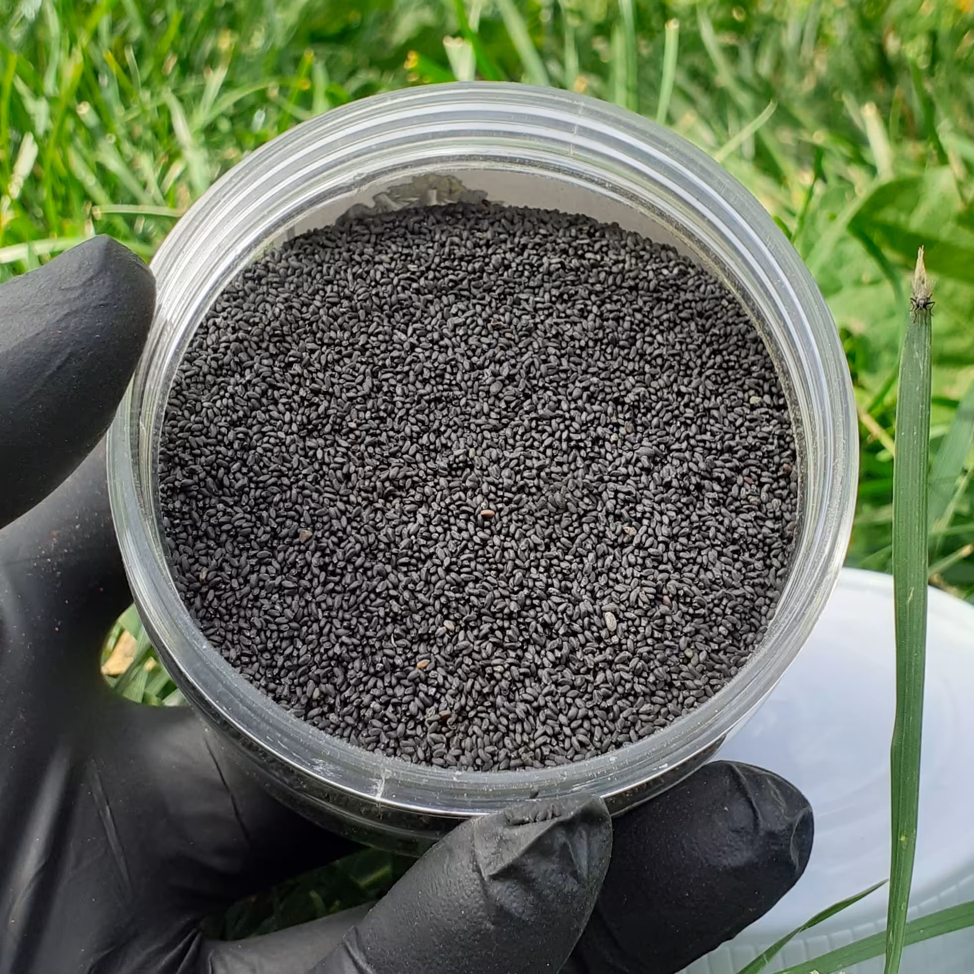 دانه شربتی ریز  هندی 100 گرمی 