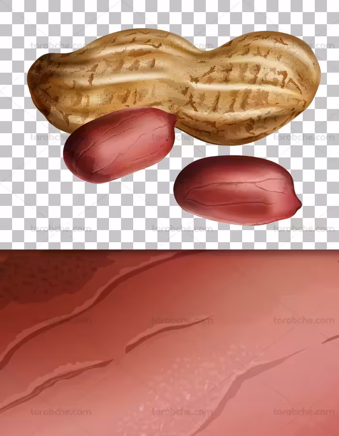 عکس با کیفیت دوربری شده بادام زمینی PNG - گرافیک با طعم تربچه