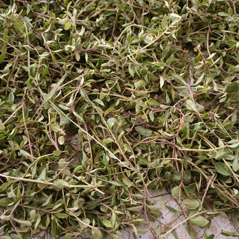 آنخ کوهی 500 گرمی کوه های خراسان شمالی شیروان تازه (خشک نشده) شسته شده فوق عطری بسته بندی زیپ دار