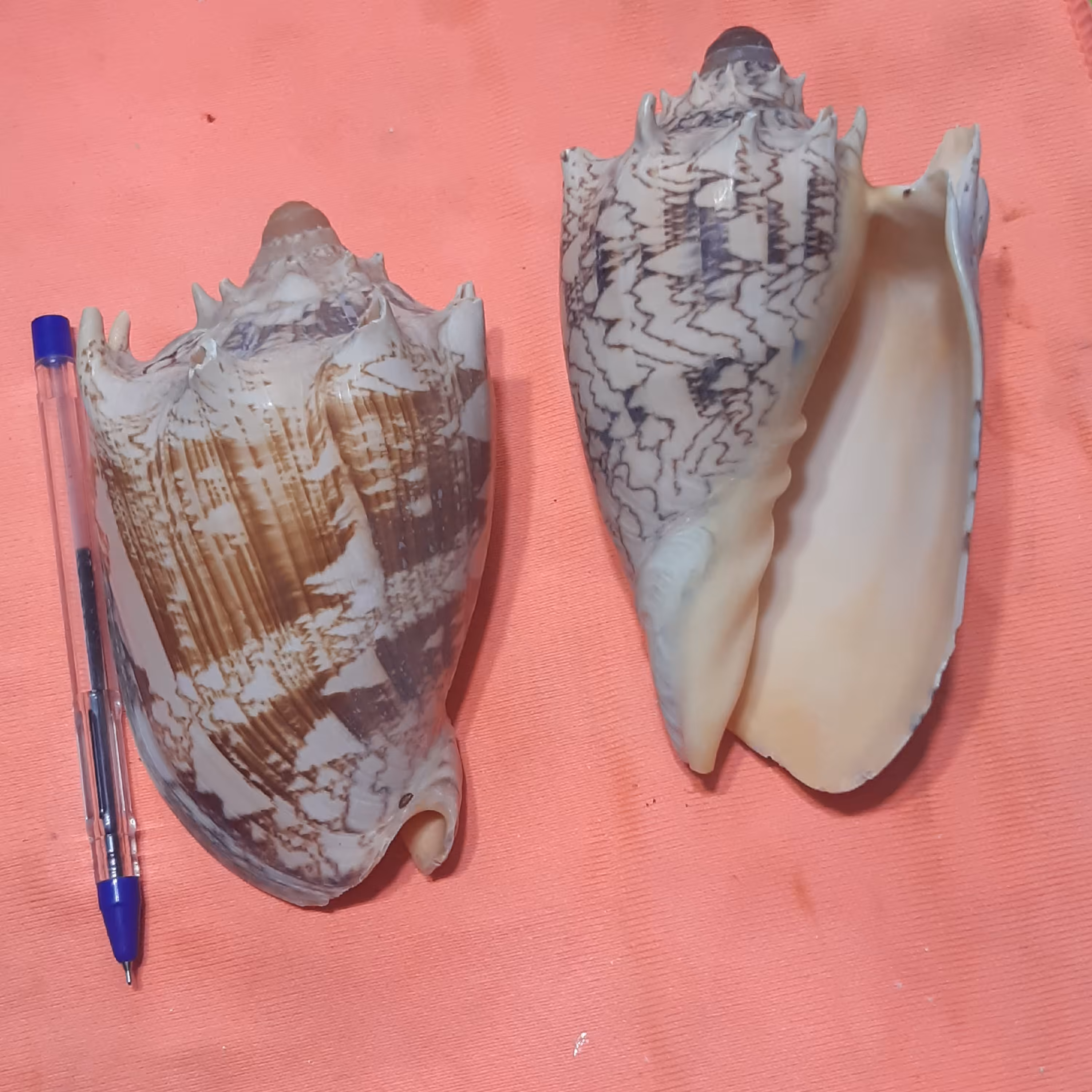 صدف آج دار آجری