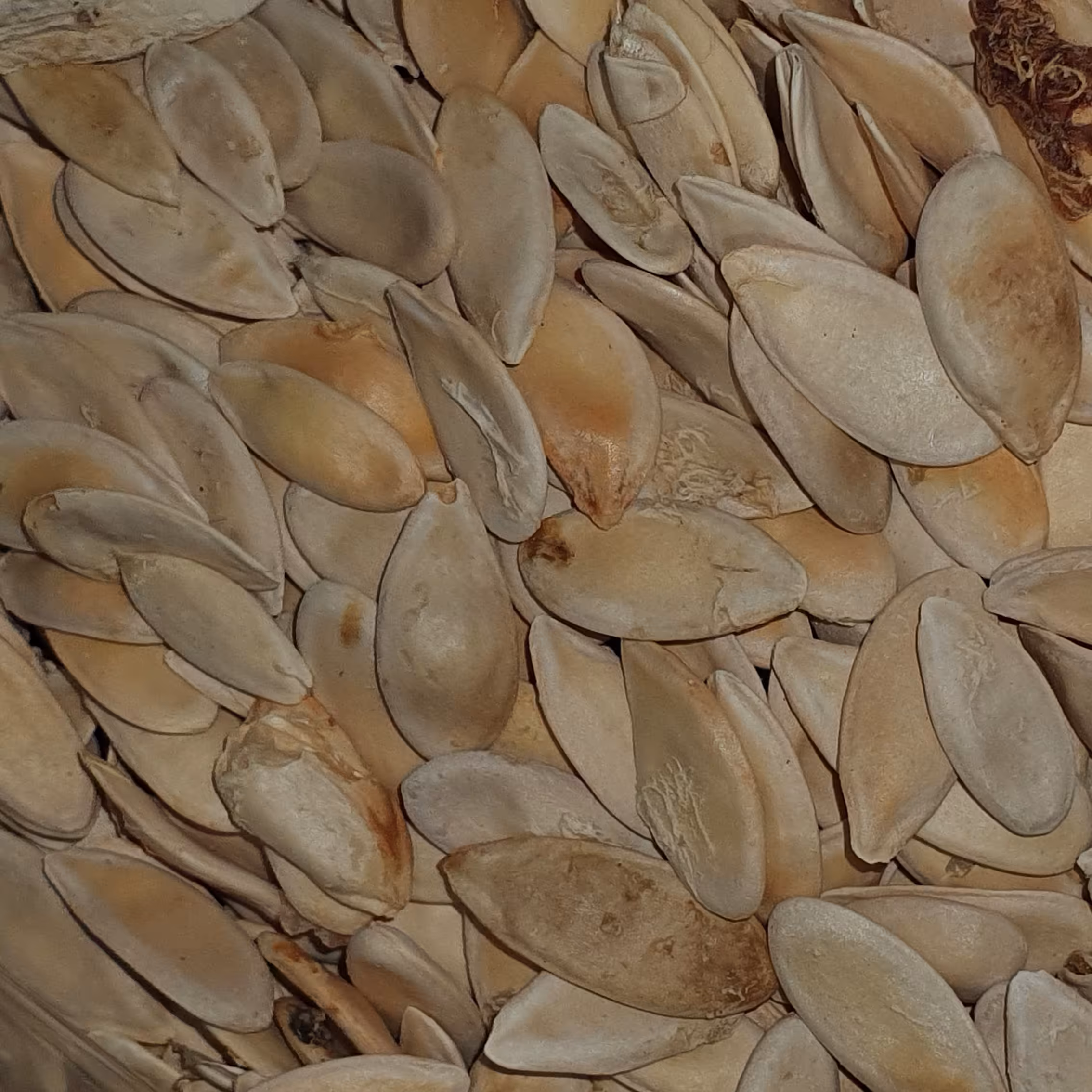 بذر خیار بسته 350 گرمی