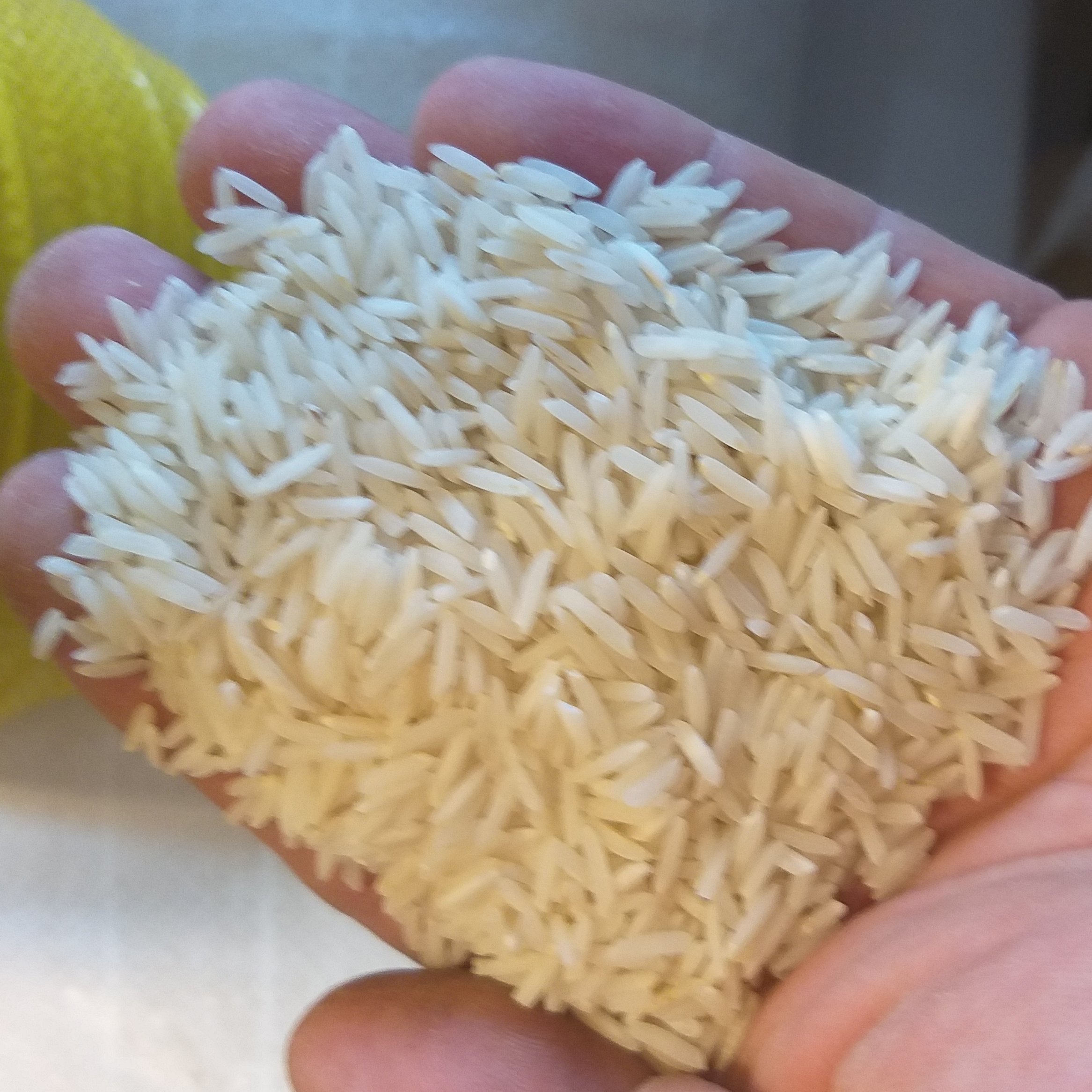برنج طارم فجر آستانه10 کیلو