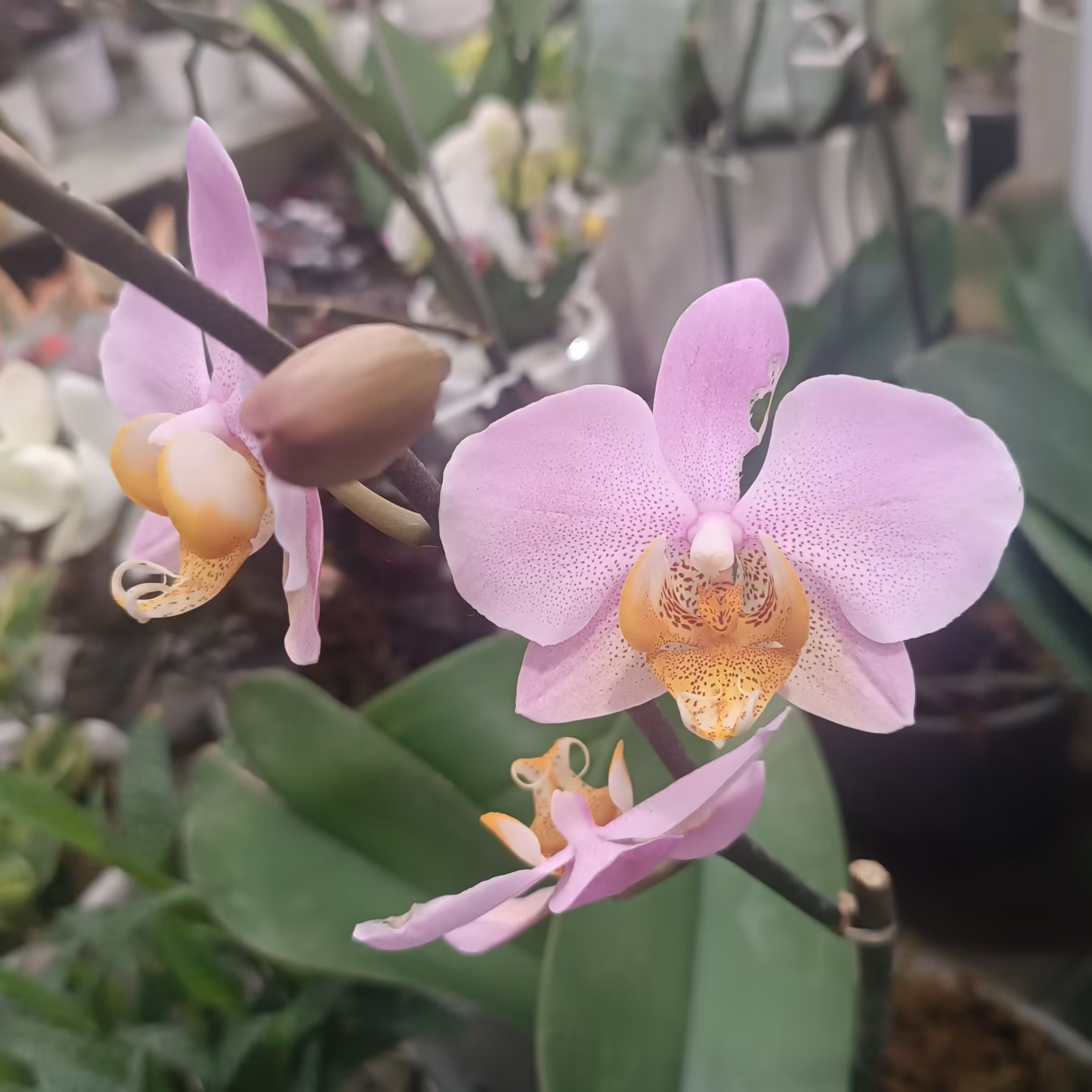 نهال ارکیده صورتی