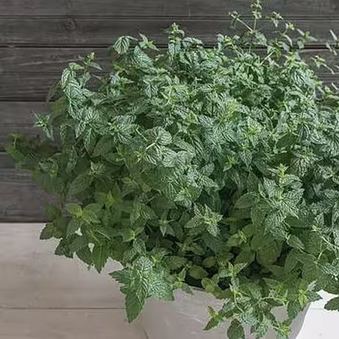 بذر نعناع آمریکایی بسته 30 عددی