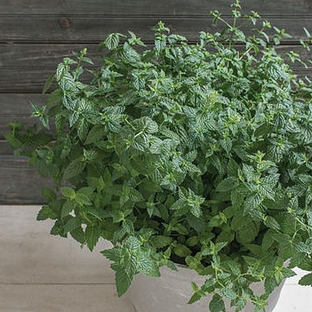 بذر نعناع آمریکایی بسته 30 عددی