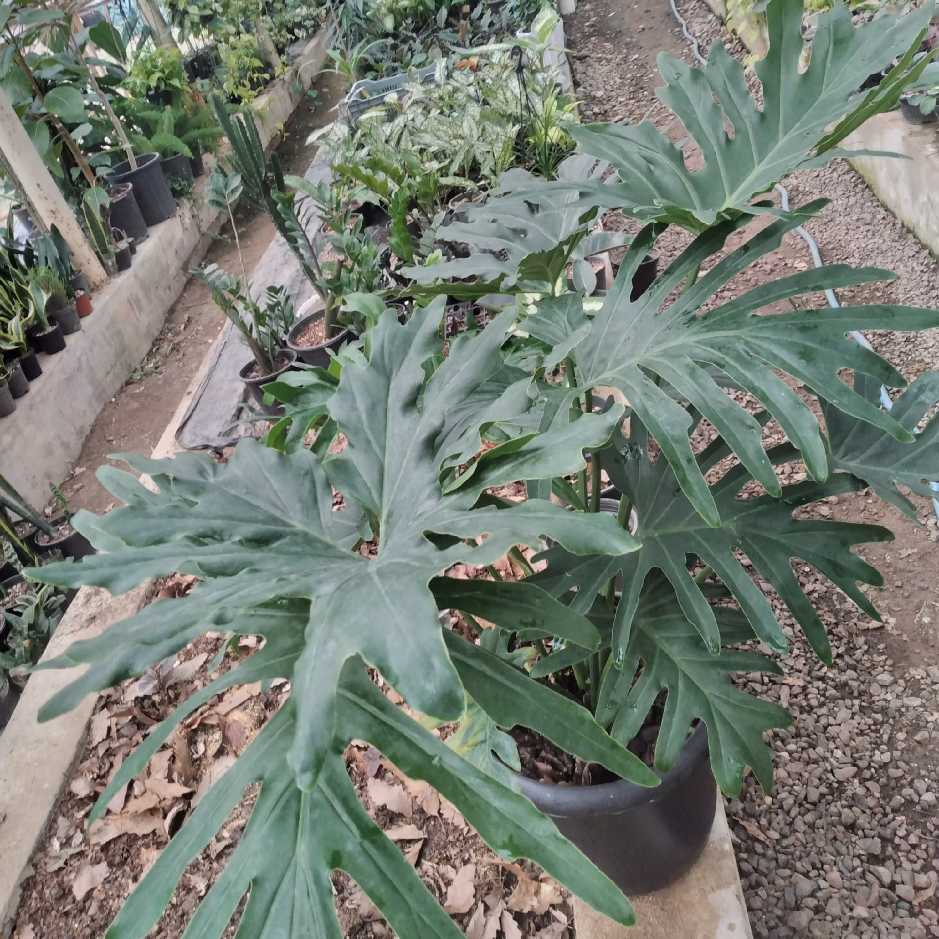 برگ انجیری فر 