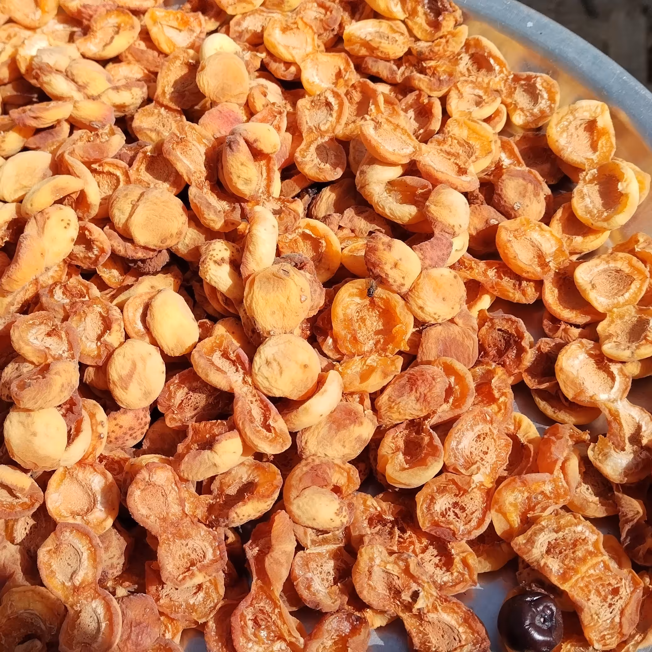 زرد الو خشک شده جلو افتاب بدون مواد نگه دارنده بدون سموم دفع حشرات ارگانیک