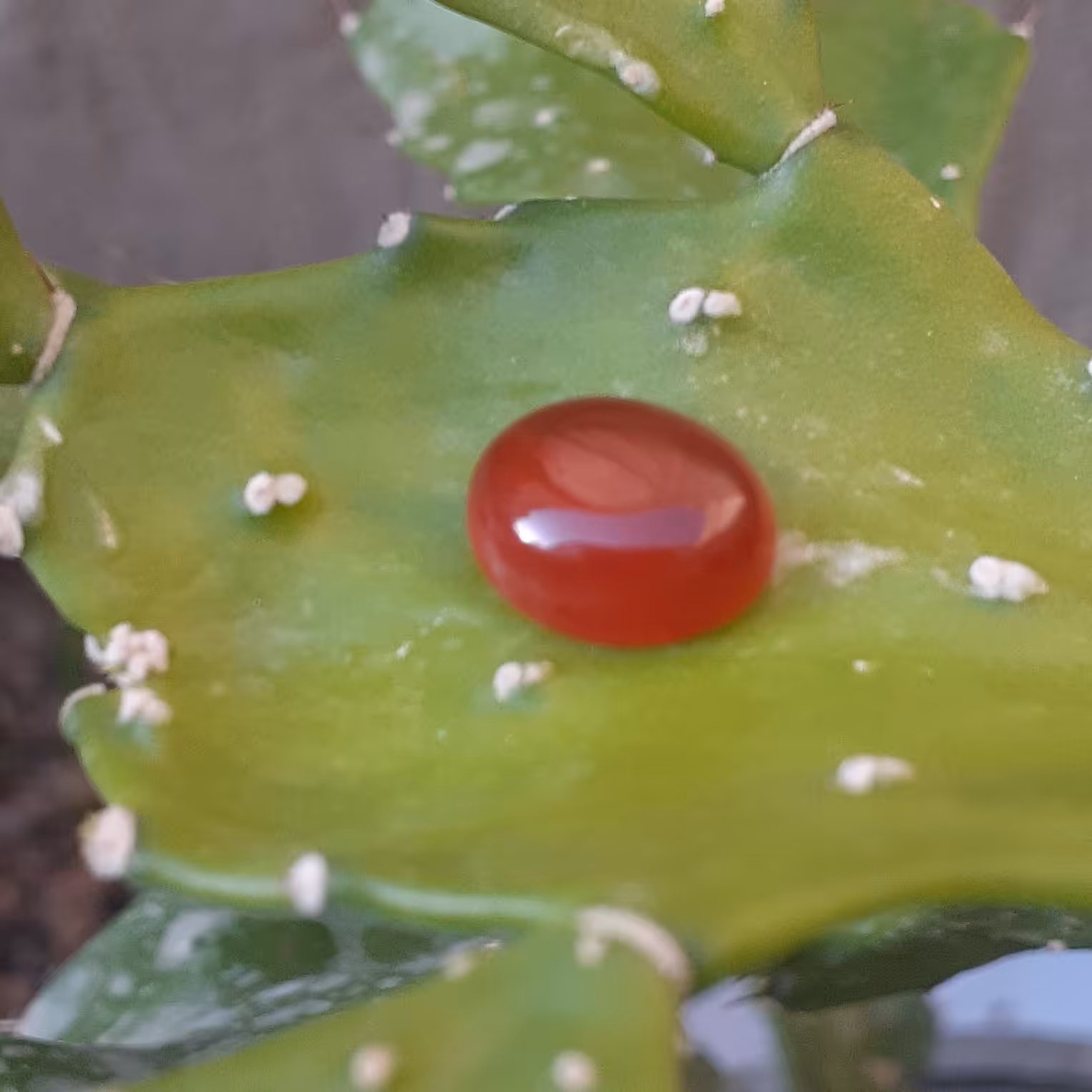 عقیق یمنی (سرخ)