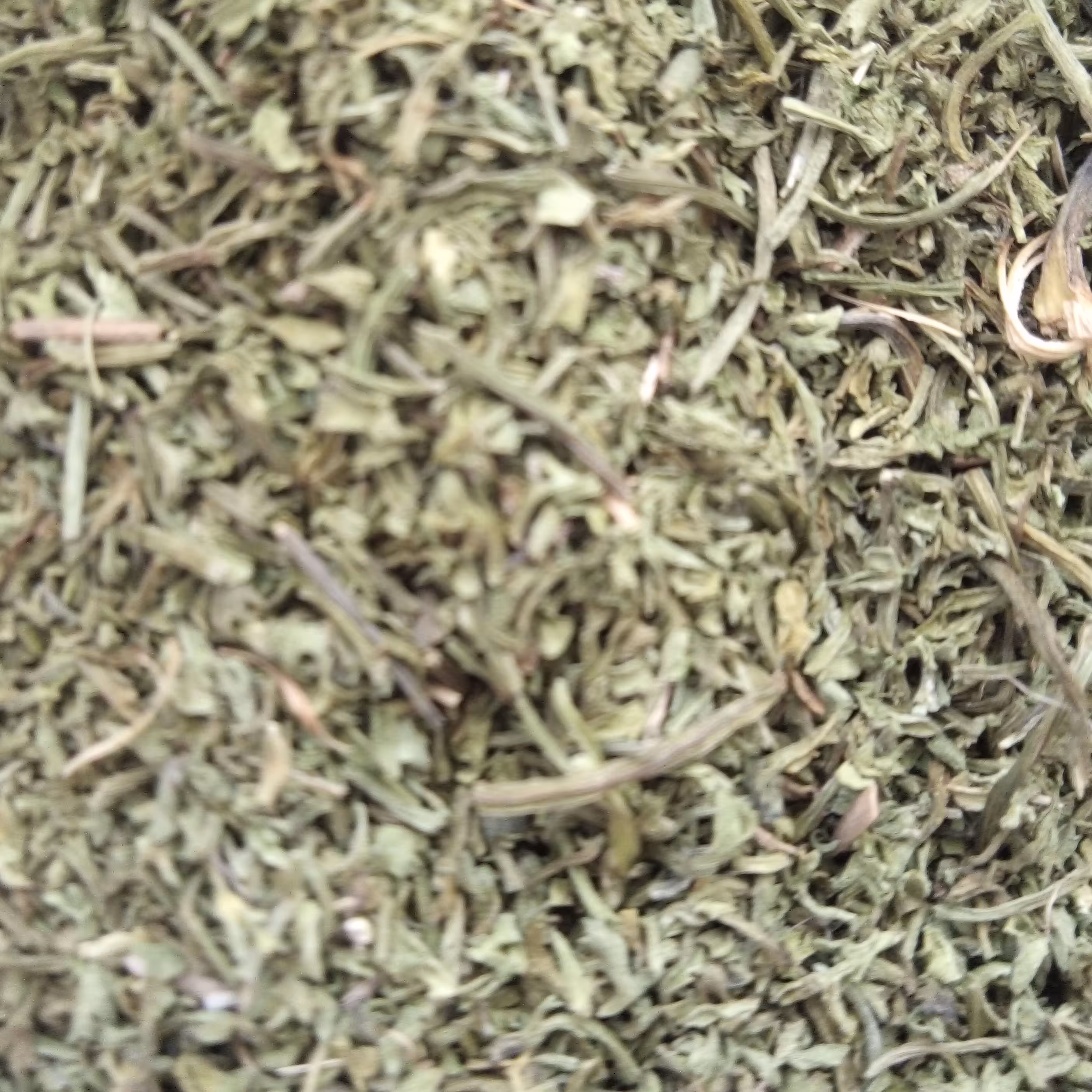 شوید کوهی امسالی بدون قاطی