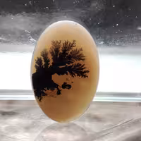 شجر قائن کلکسیونی طبیعی و معدنی کد 928