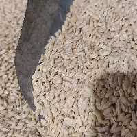 گندم پوست کنده دانه درشت  فله ،تمیز آماده پخت (500گرم) 