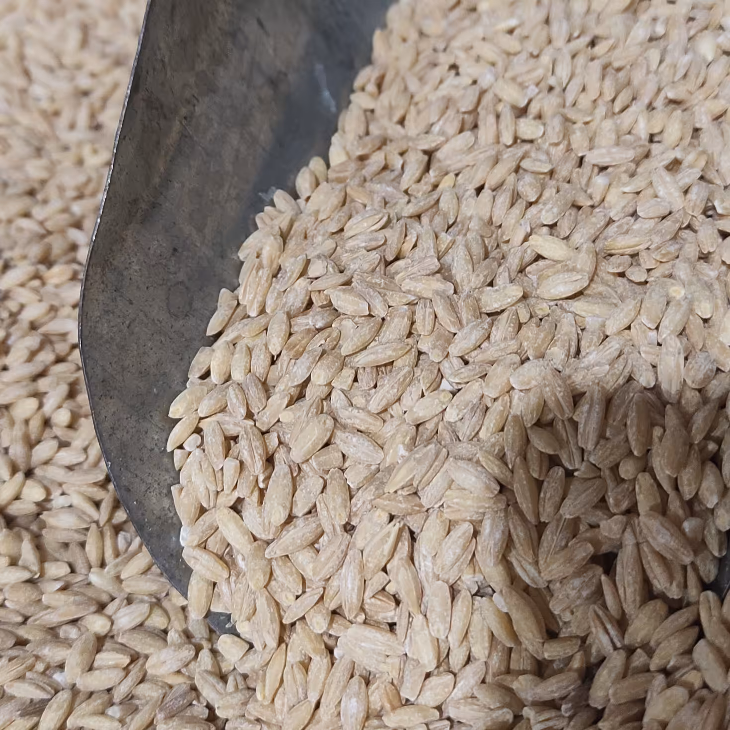 گندم پوست کنده دانه درشت  فله ،تمیز آماده پخت (500گرم) 