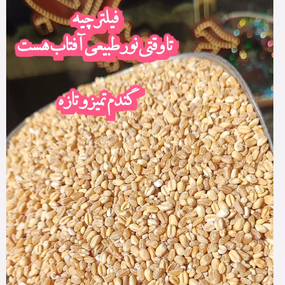 گندم تازه و تمیز ( 500 گرمی )