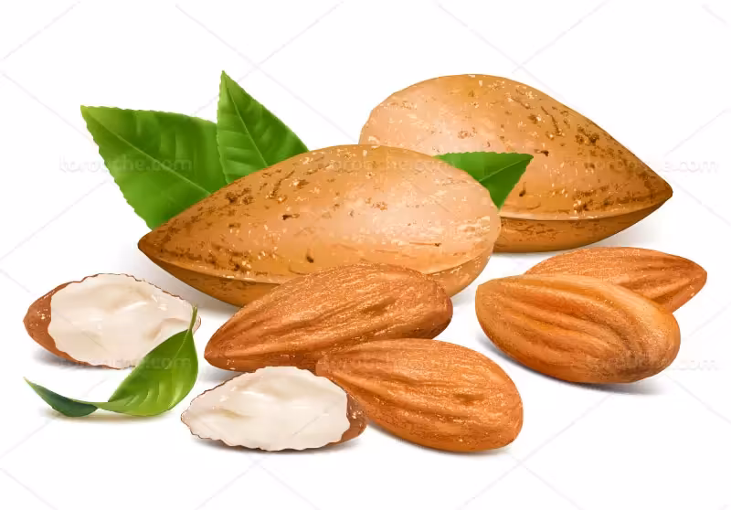 وکتور بادام | گرافیک با طعم تربچه