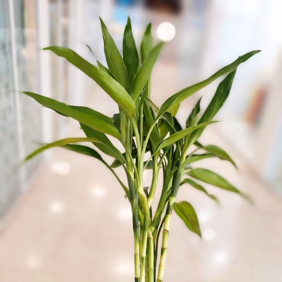 بامبو رومیزی وارداتی با کیفیت 