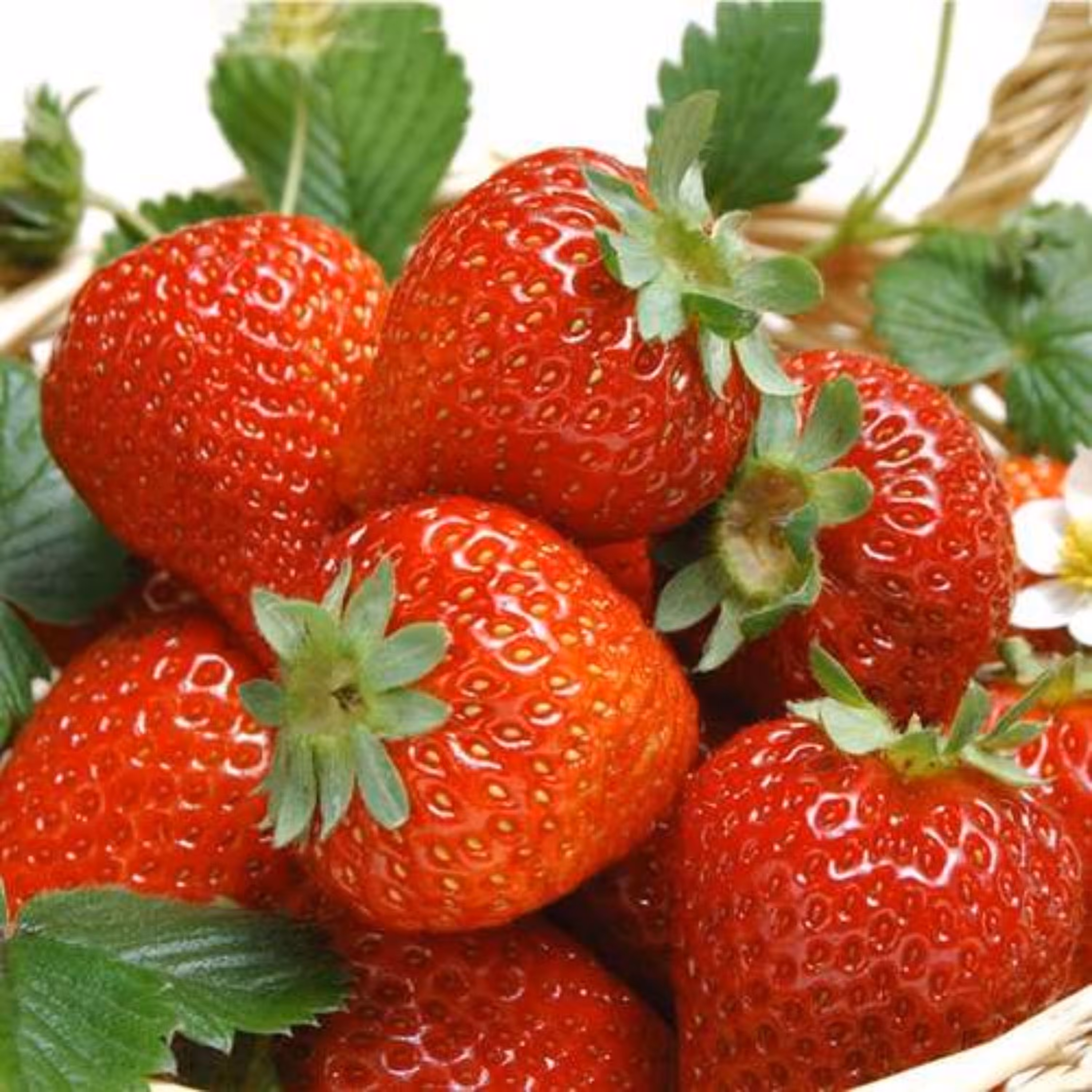 بذر توت فرنگی گاویتا