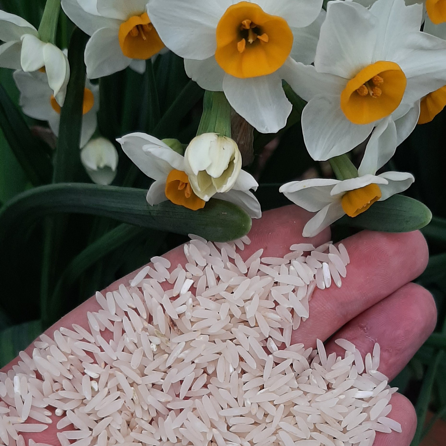 برنج طارم دونوج (وحشی)بسیار عالی و خوش پخت بسیار خوش عطر 1کیلویی
