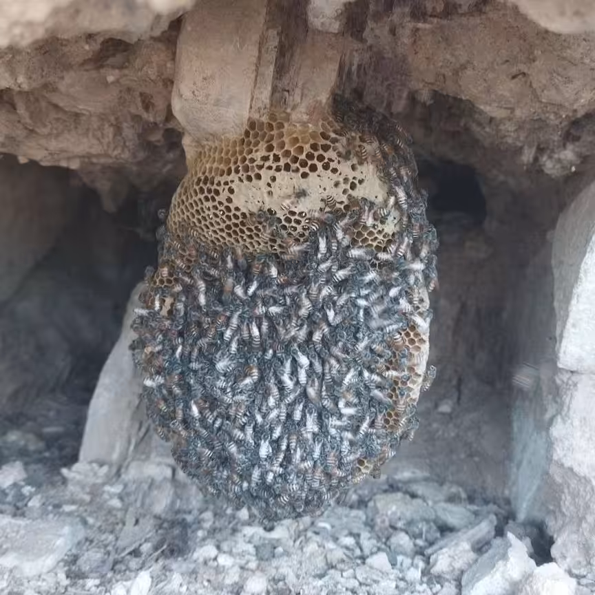 عسل وحشی  صخره جنوب صادراتی