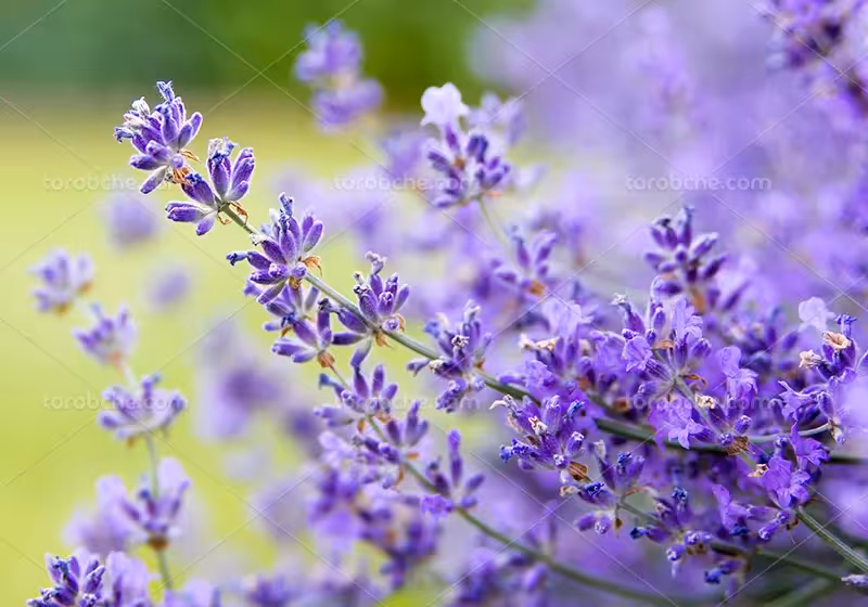 عکس گل اسطوخودوس بنفش | گرافیک با طعم تربچه