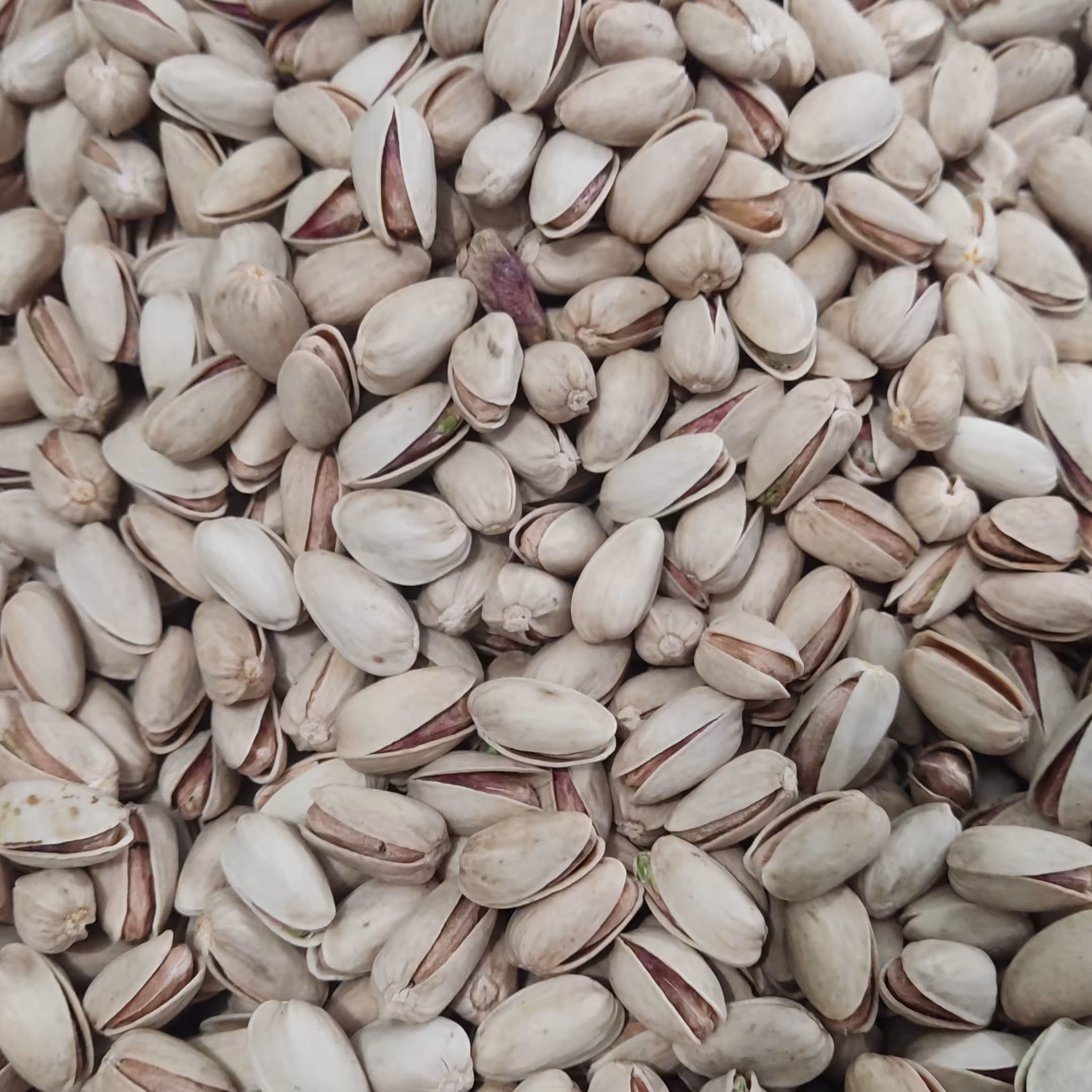 پسته اکبری دامغان (خام) امساله  (500 گرم)  (( پسته دامغان ))