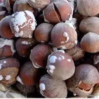 فندق برشته شده(بوداده شده)  نمکی سایز درشت  محصول 1403