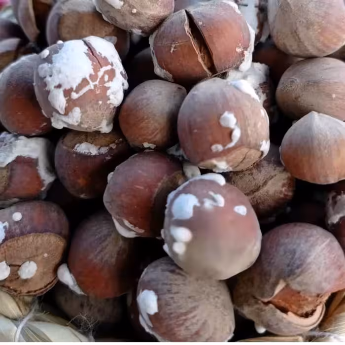 فندق برشته شده(بوداده شده)  نمکی سایز درشت  محصول 1403