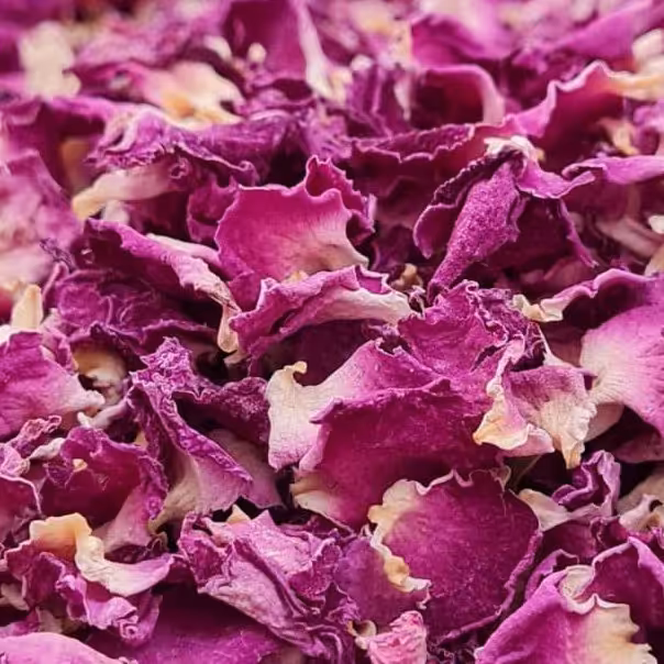 پر گل محمدی کاشان شهر گل و گلاب ایران