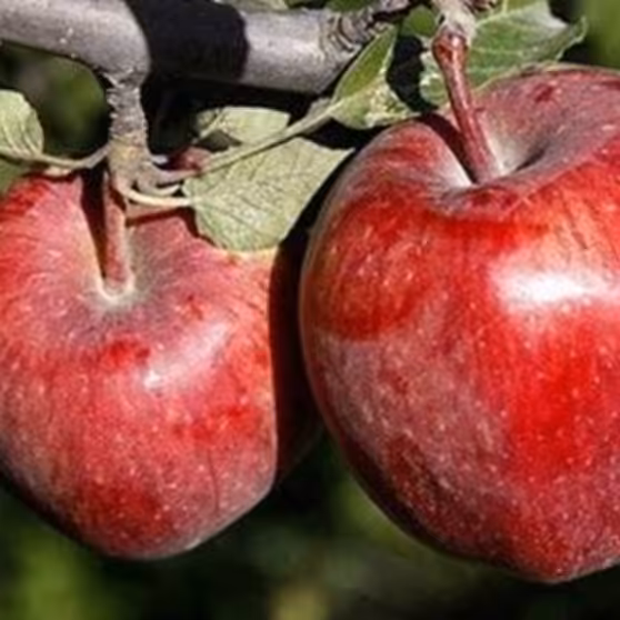 سرکه سیب تخمیری طبیعی