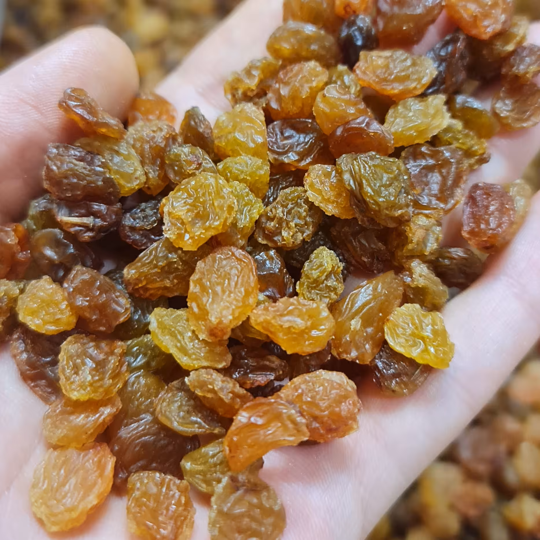 کشمش پلویی اعلا بسته های نیم کیلویی