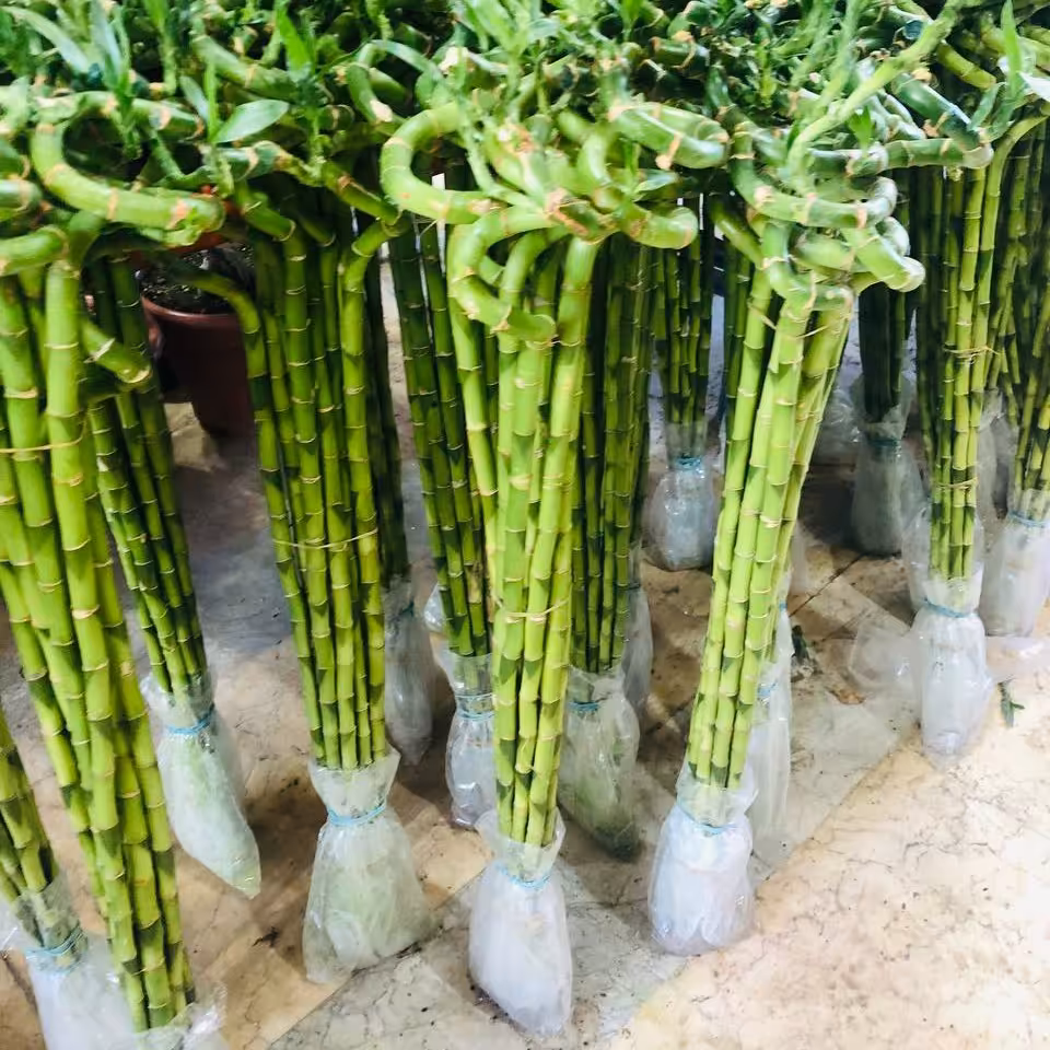 بامبو لاکی با کیفیت عالی (هزینه ارسال بصورت پس کرایه) 