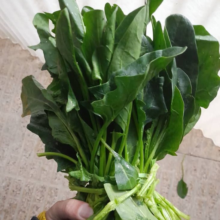 اسفناج پاک شده و دسته بندی