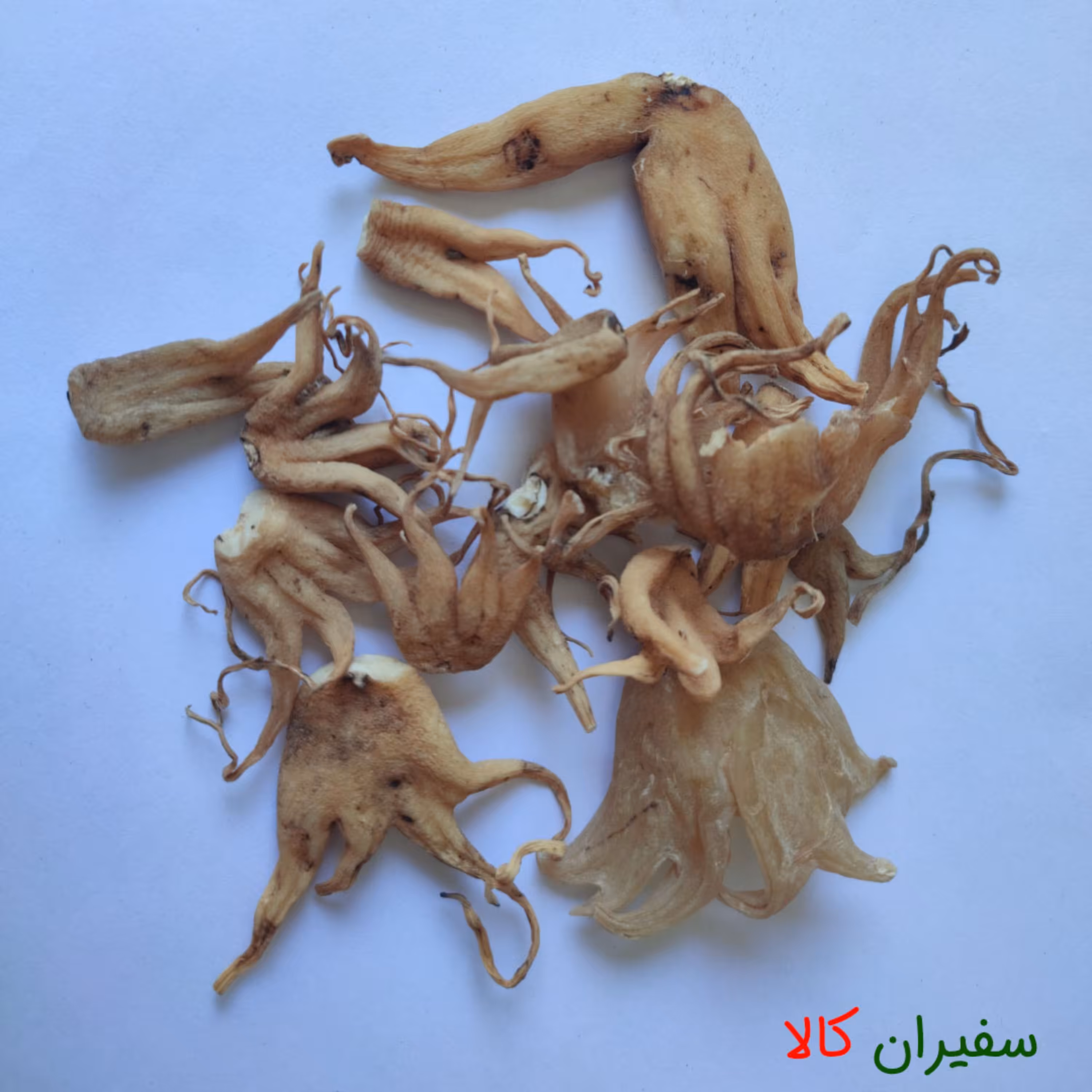 ثعلب پنجه 100 گرمی