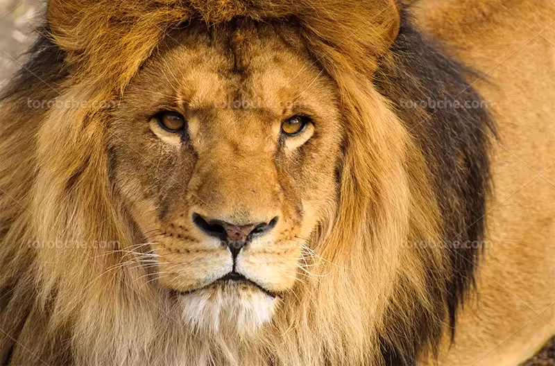 عکس شیر درنده | گرافیک با طعم تربچه