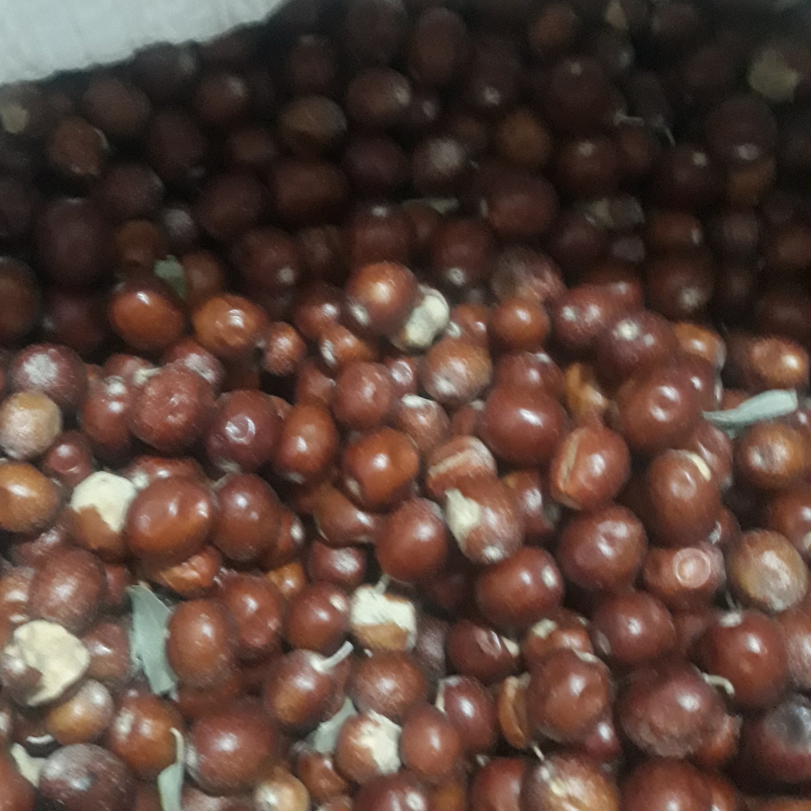 سنجد ریز ودرشت قاطی