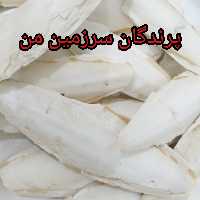 کف دریا صادراتی در وزن یک کیلویی  