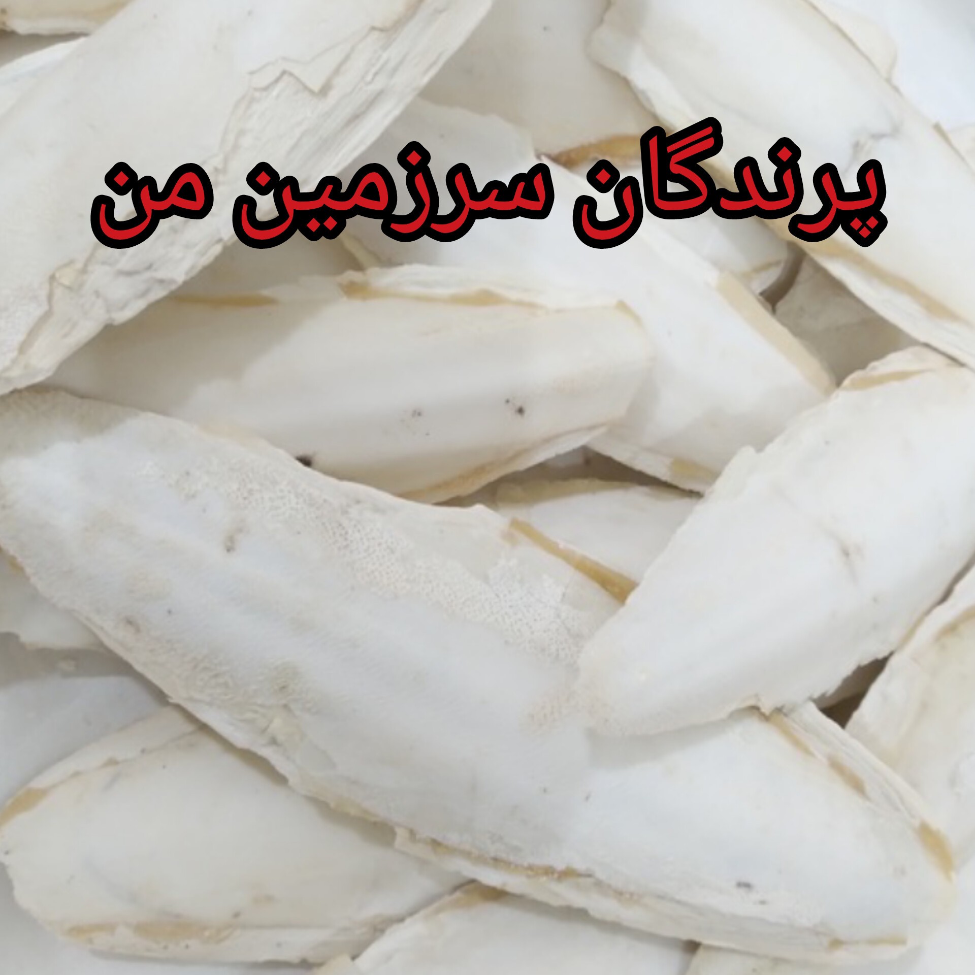 کف دریا صادراتی در وزن یک کیلویی  