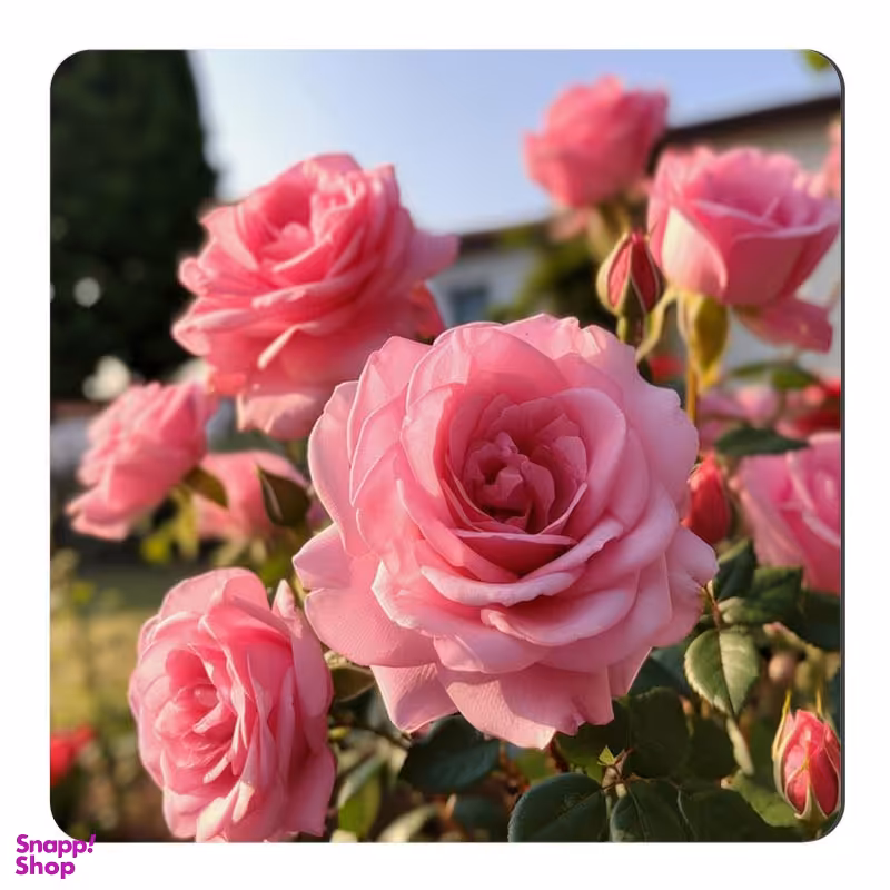 مگنت صباطرح مدل گلهای محمدی کد M684