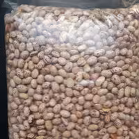 لوبیا چیتی (1کیلویی) درجه 1