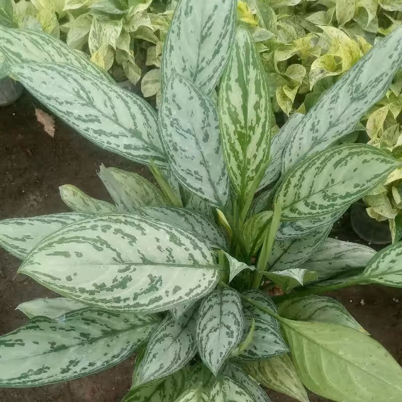 اگلونما رسمی