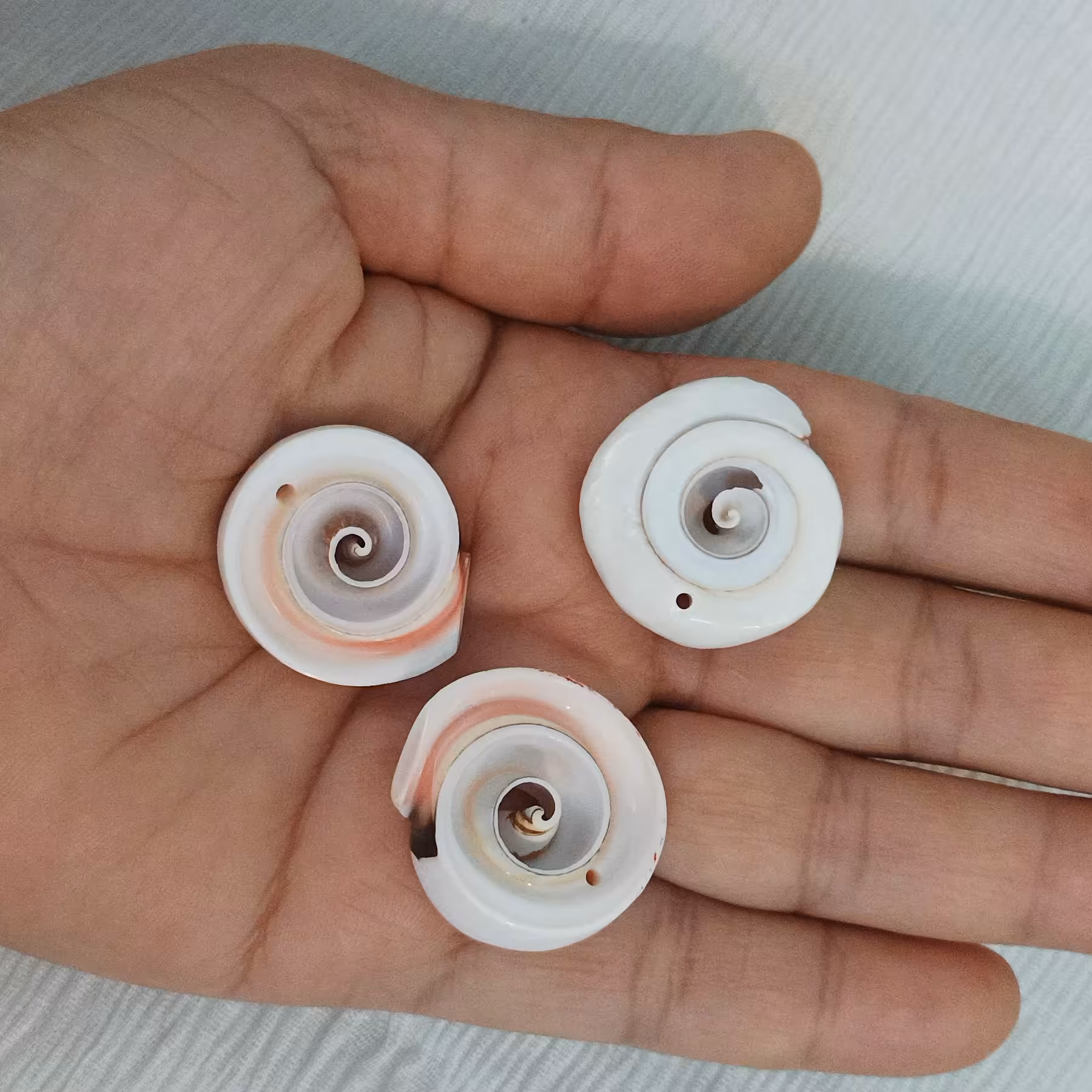 صدفهای زیبای سوراخ شده  کاملا طبیعی با رنگ طبیعی جهت تزیین لباس، روسری،رومیزی، ساخت اکسسوری  و انواع کارهای هنری 